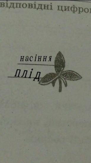 Виконайте відповідні цифрові позначення на рисунках.1 - листки; 2 - стебло; 3 - коріння; 4 - квітка;