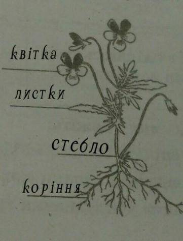 Виконайте відповідні цифрові позначення на рисунках.1 - листки; 2 - стебло; 3 - коріння; 4 - квітка;