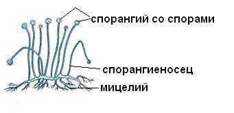 Что содержится в кисточках на концах длинных ответвлений у гриба пенициллина