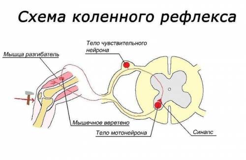 Напишите какой из известных вам рефлексов имеет двухнейронную рефлекторную дугу дорисуйте схему его