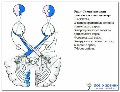 Строение зрительного анализатора схама