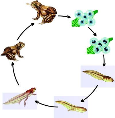 Опишите процесс размножения и развития лягушки