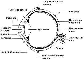 Какая взаимосвязь между строением и функциями зрительной сенсорной системы? ?