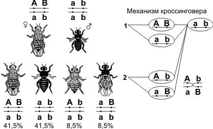 Удрозофилы гены нормального крыла и серой окраски тела сцеплены и локализованы в одной хромосоме, ге