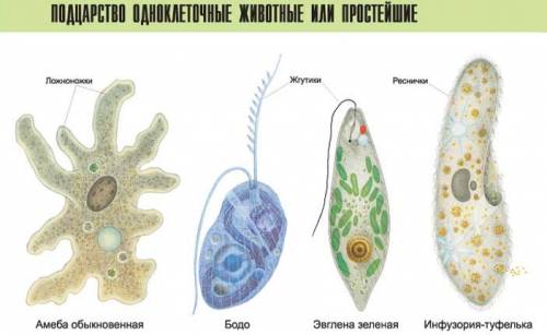 Покровы тела простейших с картинками