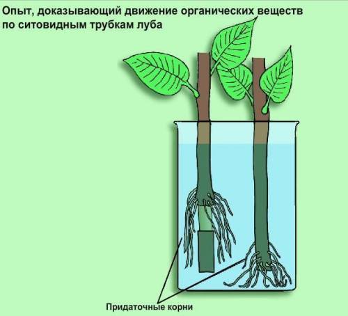 Каким опытом можно доказать , что вода с минеральными веществами передвигается по древесины? что так