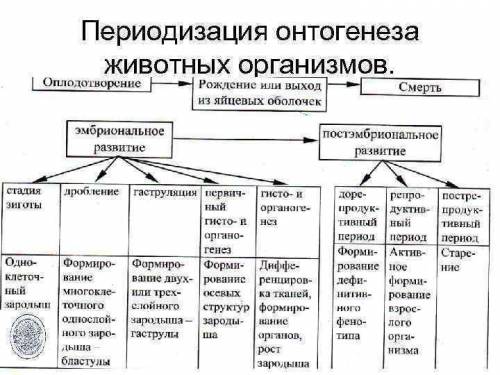 Биология. 3 вопроса. в чем состоит преимущество внутреннего оплодотворения по сравнению с наружным?