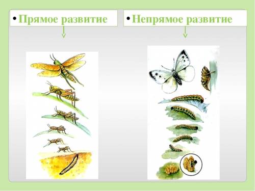 Чем прямое развитие отличается от непрямого