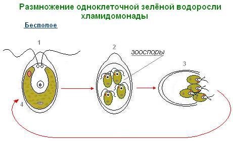 Размножение хламидомонады и хлореллы где можно взять информацию , и фотографии? еслм можно скиньте с