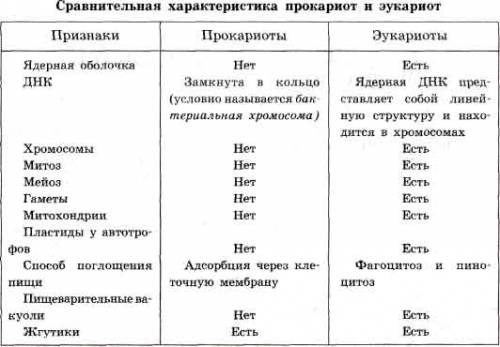 Что общего имеют клетки прокариот и эукариот?