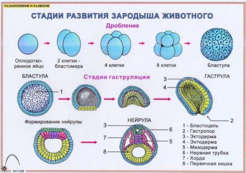 Какие стадии развития проходит зародыш млекопитающих? что это доказывает?