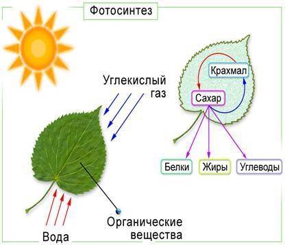 Фотосинтез, его значение. космическая роль зелёных растений