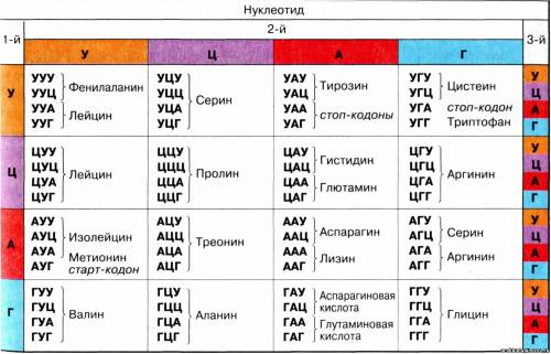 Определите последовательность аминокислот в белке, если цепь молекулы днк имеет , следующую последов