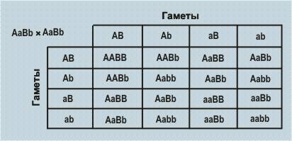 №7 у растенийтоматаген пурпурной окраски стеблей доминирует над геном зеленой окраски, а ген красной