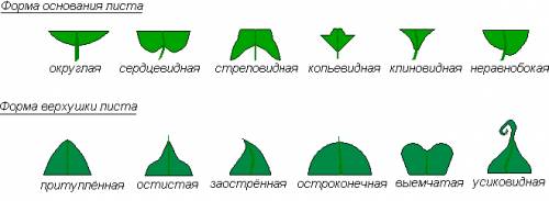 Какая форма основания листа клубники?