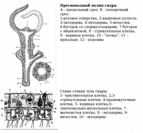 Опишите внешний вид и строение экто- и эндодермы пресноводной гидры.