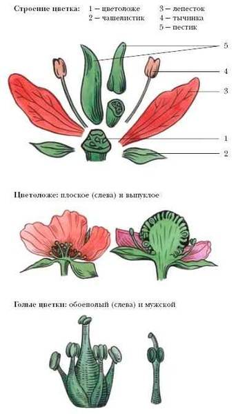 Выручишь меня? надо! добро вернётся к тебе! : ) 1. каково назначение частей цветка? 2. каким может б