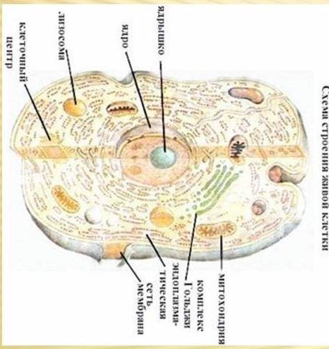 Строение клетки.строение клетки ​