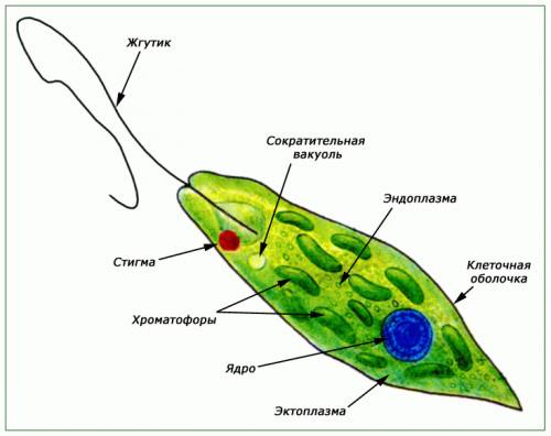 1.сделать рисунок зеленой эвглены, обозначить части и указать какие функции они выполняют 2. почему