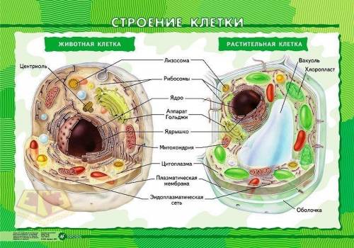 Что общего и какие различия между клетками растений и бактерий