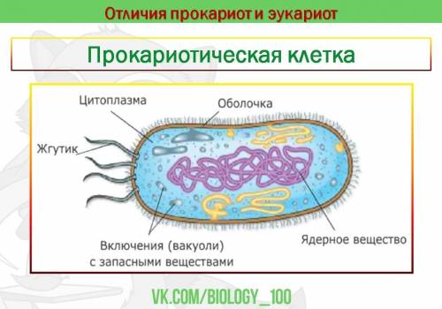 Что общего и какие различия между клетками растений и бактерий