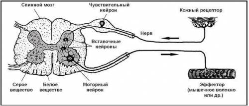 Опишите каким образом осуществляется соматический безусловный рефлекс