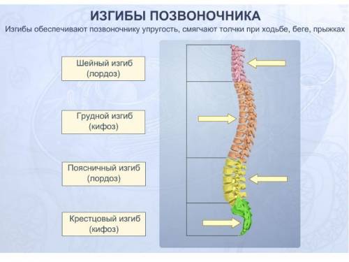 Сколько изгибов имеет позвоночник человека