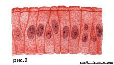 Особенности строения цилиндрического эпителия, в состав каких органов входит и функции?
