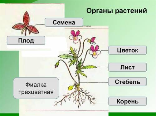 Основные органы растения. побег.