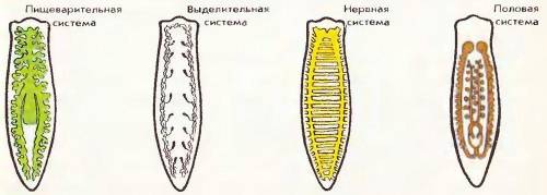 Белая планария признаки 1) формы тела 2) размер 3) образ жизни 4) органы передвижения 5) органы прек