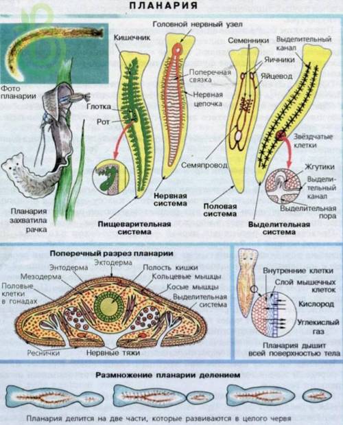 Белая планария признаки 1) формы тела 2) размер 3) образ жизни 4) органы передвижения 5) органы прек