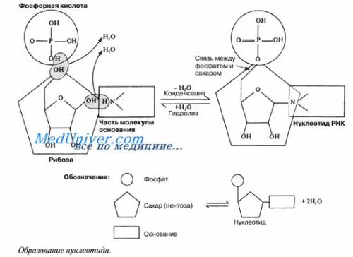 1.как осуществляется соединение нуклеотидов молекулы днк? 2.объясните строение нуклеотидов в молекул