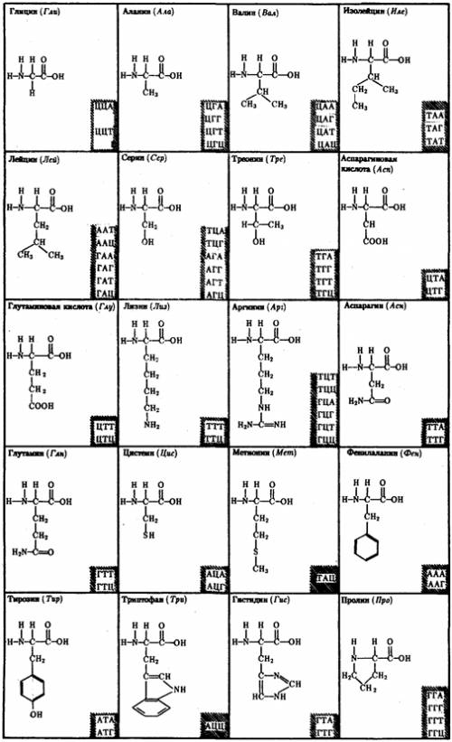 Как определить какими триплетами закодированы аминокислоты