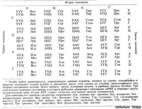 Как определить какими триплетами закодированы аминокислоты