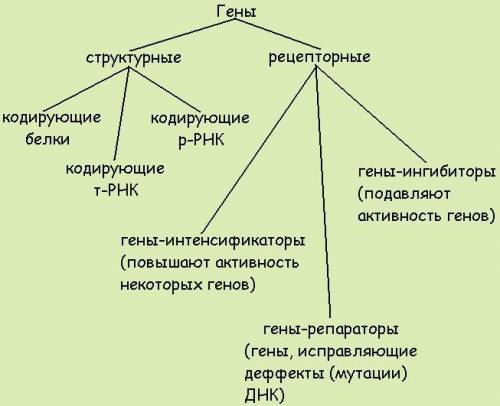 Функционально-генетическая классификация генов. можете скопировать с интернета если найдете,или хотя