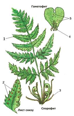 Напишите название органов и структур папоротника