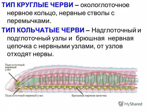 Найдите хорошие фото с названиями органов: -органы кровообращения у червей(кольчатых) -органы нервно