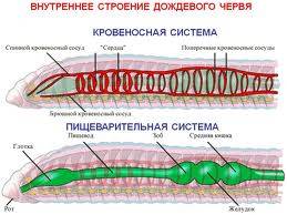 Найдите хорошие фото с названиями органов: -органы кровообращения у червей(кольчатых) -органы нервно