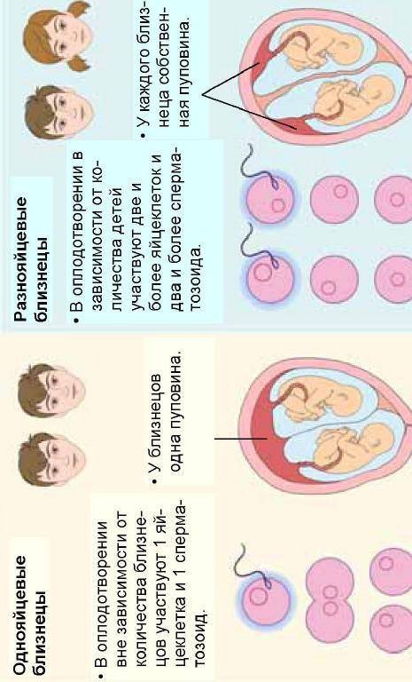 Сравни однояйцевых и разнояйцевых близнецов.