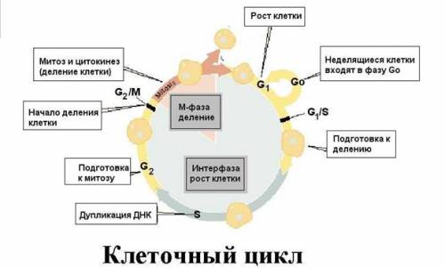 Мне нужно эмбриональное развитие организмов ввиде схемы!