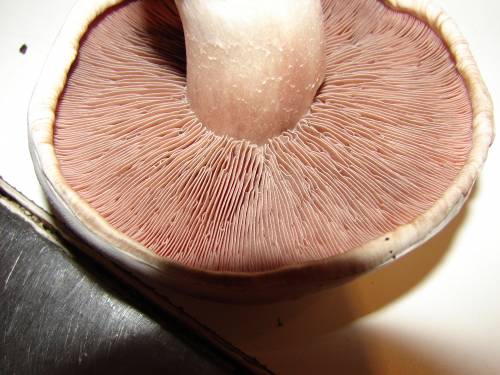 10 примеров трубчатых грибов. 10 примеров пластинчатых грибов.
