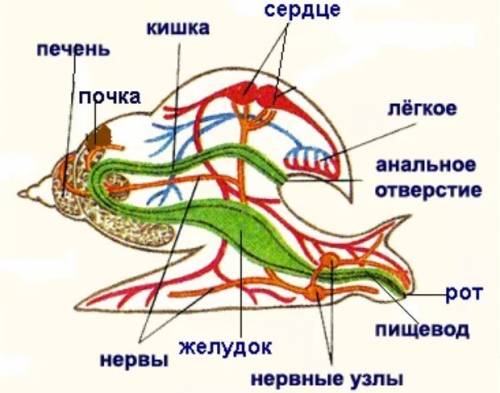 Заполните таблицу. внутреннее строение моллюсков органы | особенности строения | функции и система о