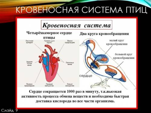 Какая особенность органов кровообращения сформировалась в процессе эволюции у птиц?