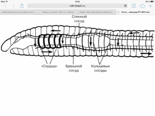 Схема кровеносной системы кольчатых червей