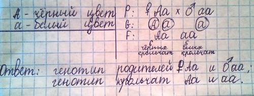 От скрещивания белого кролика и чёрной кролихи получено: 6 чёрных и 5 белых крольчат. почему в перво