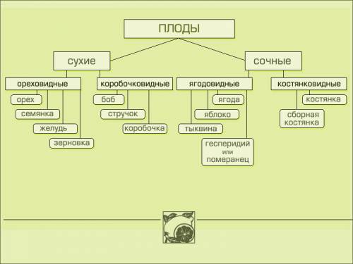 Классификация плодов таблица) название плода,тип плода,какие растения имеют такой плол.боб стручек к