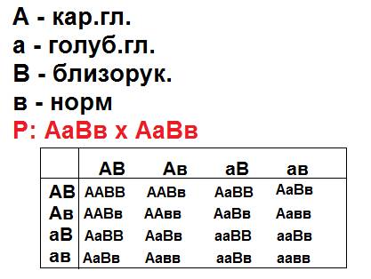 Единственный ребенок близоруких кареглазых родителей имеет голубые глаза и нормальное зрение. опреде