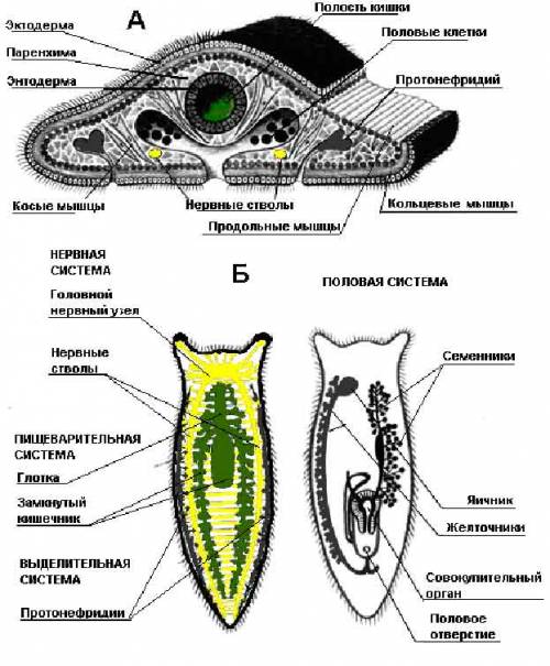 Сравнить внутреннее строение дождевого червя и белой планарии и выяснить какой организм устроен слож