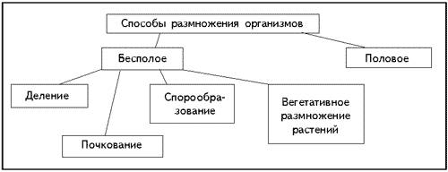 Изобразите разнообразные размножения в виде схемы