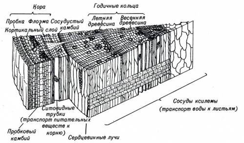 Какие функции выполняют слои стебля